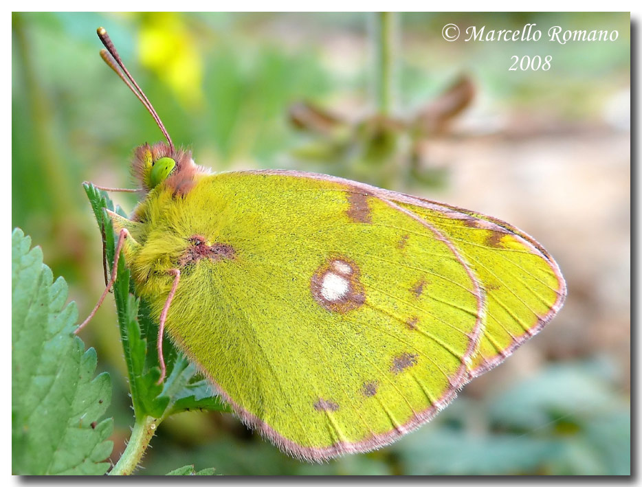 Il primo Ropalocero del 2008: Colias croceus